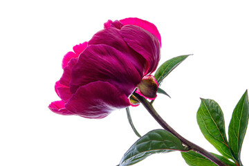 Poster - fresh peony on the white background