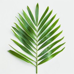 Poster - green leaf isolated on white