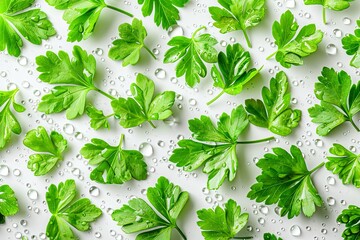 Wall Mural - Fresh Green Parsley Leaves with Drops of Water