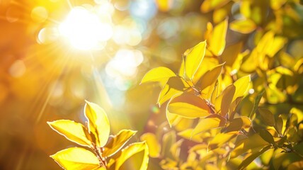 Wall Mural - Leaves on the background of the sun ,sunny  in autumn season background.