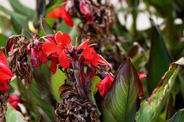 Wall Mural - many red Canna Lily (family Cannaceae) flower with a natural background