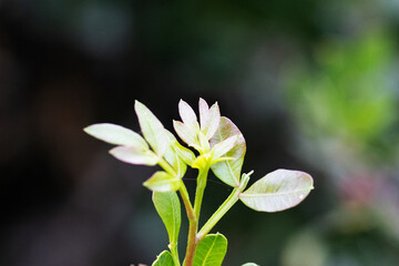 Wall Mural - new shoot and growing tip of Lentisk or mastic (Pistacia lentiscus) on a natural background