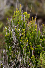 Wall Mural - shrul Pine like plant green with yellow tips growing in Menorca