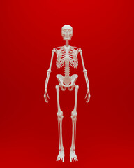 red white anatomical skeleton human male medical study red background 3d illustration render digital