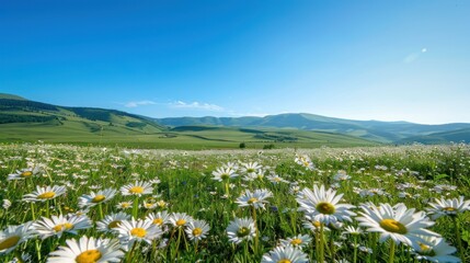 Wall Mural - spring meadow filled with wildflowers under a clear blue sky 