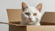 © Late - photo of a cute cat in a cardboard or box on a white background