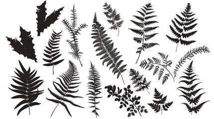 Wall Mural - A collection of different leaf types arranged on a white background for easy comparison