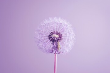 Poster - A single dandelion flower with a bright pink stem growing in a vibrant purple background, great for nature, garden, or floral-themed images