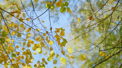 Tree crowns in autumn in forest. Picturesque autumn landscape with view of birch trees tops with yellow foliage against sky. Low angle view.