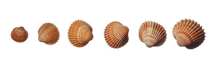 Collection of different size beige and brown sea shells  isolated on white background. Top view. Panorama view