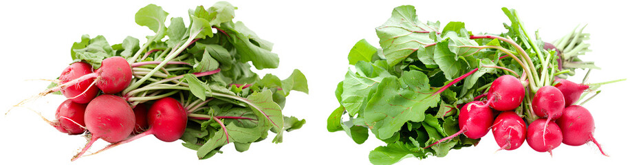  Two bunches of fresh red radishes with vibrant green leaves isolated on transparent background.