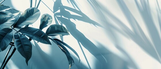 Wall Mural - riskus leaves on a white background in the rays of the sun, with shadows. Minimal summer exotic concept with copy space