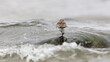 © ADDICTIVE STOCK - Wader bird balancing on a stone amid waves, Cantabria