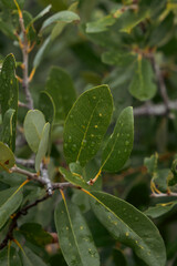 leaves of a tree