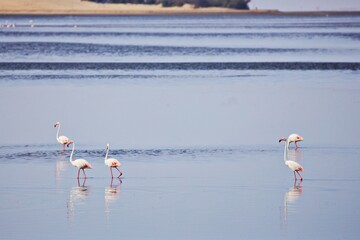 Wall Mural - Flamingos in Meeresbucht