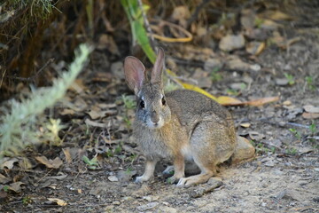 Wall Mural - rabbit in the grass