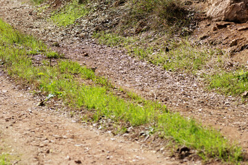 Wall Mural - farm track with worn areas and tyre tracks with green grass between