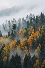 Wall Mural - Misty Washington Forest Autumn Landscape in Pacific Northwest, Vector Style Animation