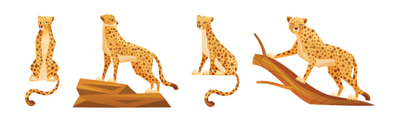 Wall Mural - cheetah as african large cat with long tail and black spots on coat vector set