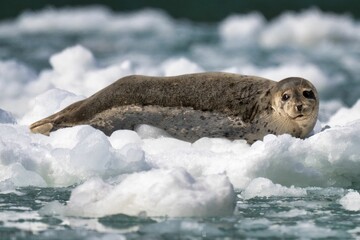 Wall Mural - Harbor seal resting on ice in an arctic environment with a blurred icy background