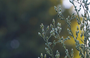 Wall Mural - the buds are very small and many plants