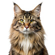 © Phary - Portrait Of Majestic Maine Coon Cat