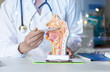 © natali_mis - The doctor shows the problem areas of the mucous membranes .