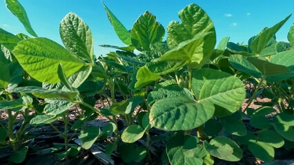 Poster - Young soybean plants in a no-till agricultural field. Captured in early June in the Midwest USA. Clear blue skies overhead.