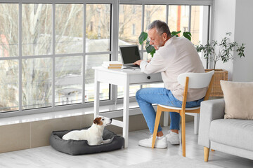 Wall Mural - Mature man with cute Jack Russell terrier using laptop at home