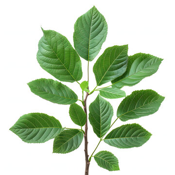 close up with the leaves of a sick walnut tree isolated on white background, detailed, png
