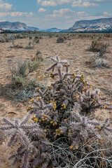 Wall Mural - Cylindropuntia fulgida - spiny succulent in the Arizona sandy desert