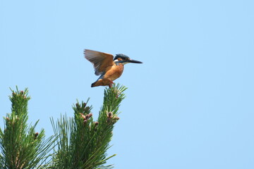 Canvas Print - common kingfisher in a forest