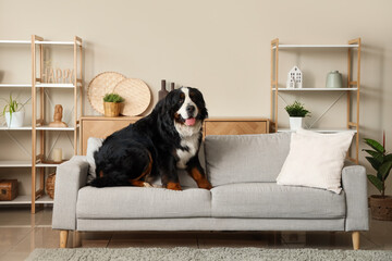 Wall Mural - Cute Bernese mountain dog sitting on sofa at home