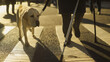 © XaMaps - A visually impaired person with a white cane crossing the street assisted by a guide dog.