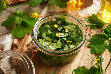 Wall Mural - Making herbal tincture from fresh tetterwort or greater celandine leaves and flowers