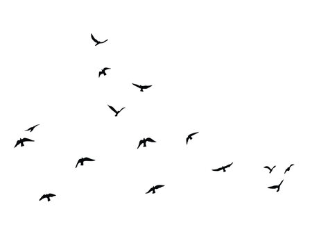 black flock of birds hand drawn design vector fliying