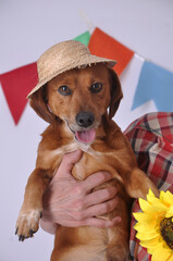 Wall Mural - cachorro de chapéu de festa junina 