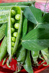 Wall Mural - Organic gardening, harvest of green garden peas, fresh peas pods, vegetarian food