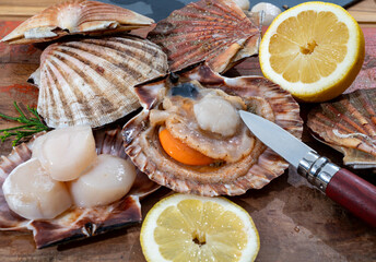 Wall Mural - Atlantic bay scallops coquille St. James sea shells, catch of the day in Normandy or Brittany, France is shells and cleaned