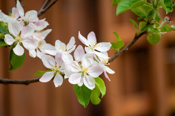 Wall Mural - Spring pink blossom of apple trees in orchard, fruit region Haspengouw in Belgium, close up