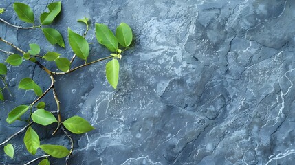 Wall Mural - green leaf tree branch on granite stone background