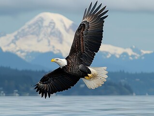 Wall Mural - Majestic bald eagle soaring above tranquil lake with snow-capped mountain backdrop demonstrating powerful and graceful flight