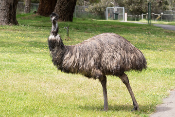 Wall Mural - Emus are covered in primitive feathers that are dusky brown to grey-brown with black tips. The Emu's neck is bluish black and mostly free of feathers.