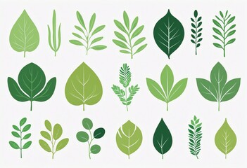 different organic leaves, illustration