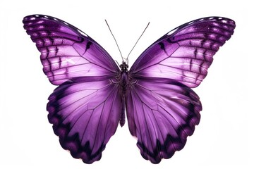 Poster - Purple butterfly animal insect white background.