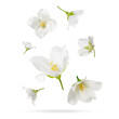© New Africa - Beautiful jasmine flowers in air on white background