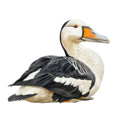 Detailed illustration of a Spectacled Eider duck, emphasizing its distinctive eye markings and plumage.