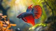 © WACHI - Vibrant Betta fish swims gracefully in a colorful aquatic environment with sunlight filtering through the water.