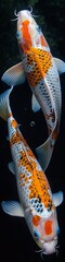 Wall Mural - White and orange koi fish in the water with a black background. 