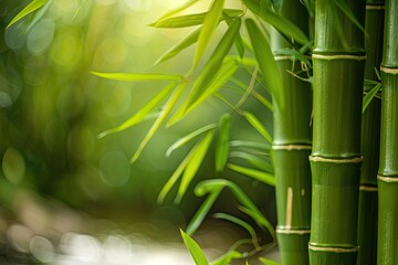 Poster - Beautiful close-up of bamboo stalks and leaves in natural sunlight, creating a serene and peaceful green environment.